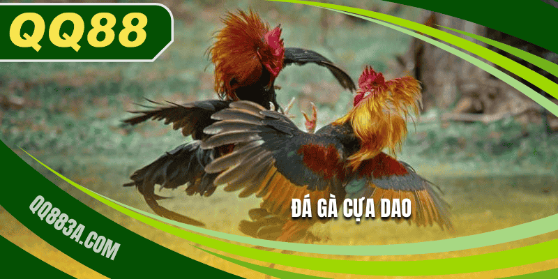 đá gà cựa dao